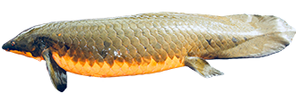 Australian Lungfish